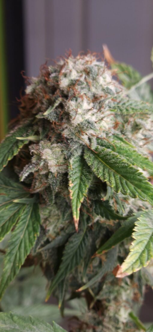 Red Eye Jedi f2 13 seeds free shipping to U.S. - Image 4