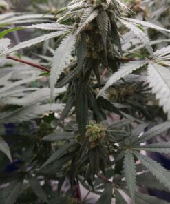 Red Eye Jedi x Mocha Berry 13 seeds free shipping to U.S.