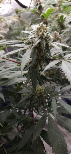 Red Eye Jedi x Mocha Berry 13 seeds free shipping to U.S.