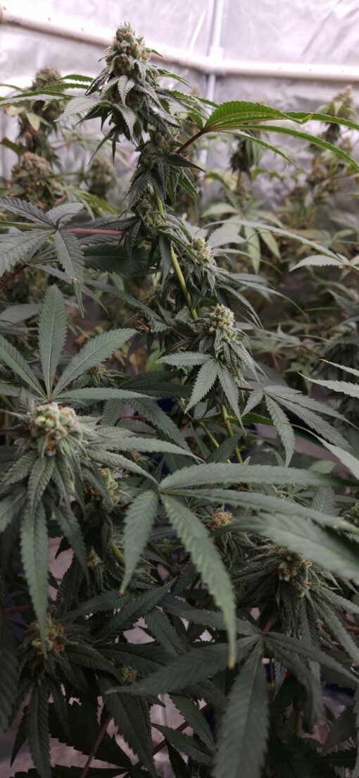 Red Eye Jedi x Mocha Berry 13 seeds free shipping to U.S. - Image 2