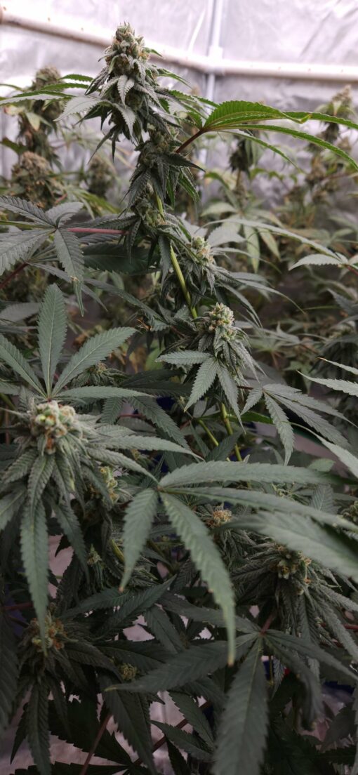 Red Eye Jedi x Mocha Berry 13 seeds free shipping to U.S. - Image 2