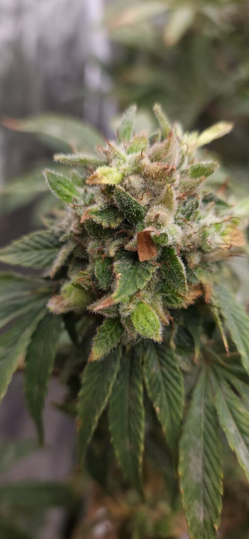 Red Eye Jedi x Mocha Berry 13 seeds free shipping to U.S. - Image 3