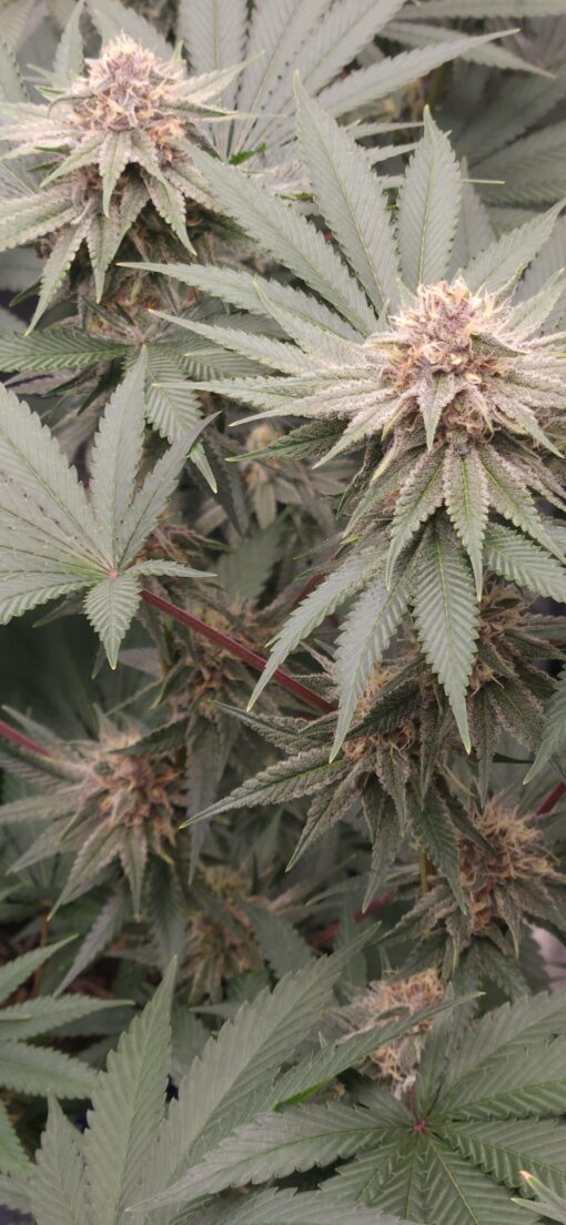 Meltdown x Chernobyl 13 seeds free shipping to U.S. - Image 3