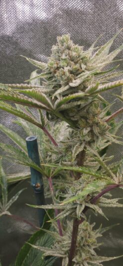 Meltdown x Chernobyl 13 seeds free shipping to U.S.