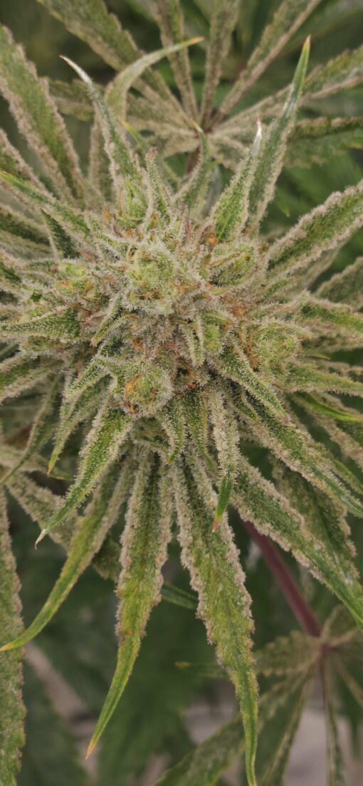 Meltdown x Chernobyl 13 seeds free shipping to U.S. - Image 2