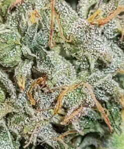 Peppermint mango