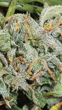 Peppermint mango
