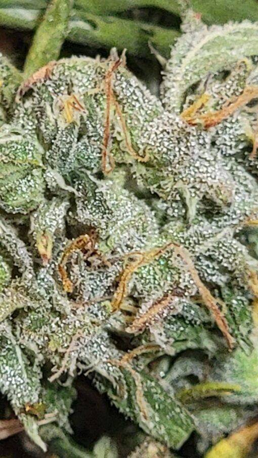 Peppermint mango