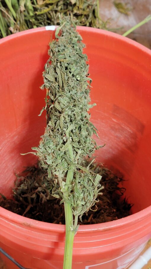 Peppermint mango