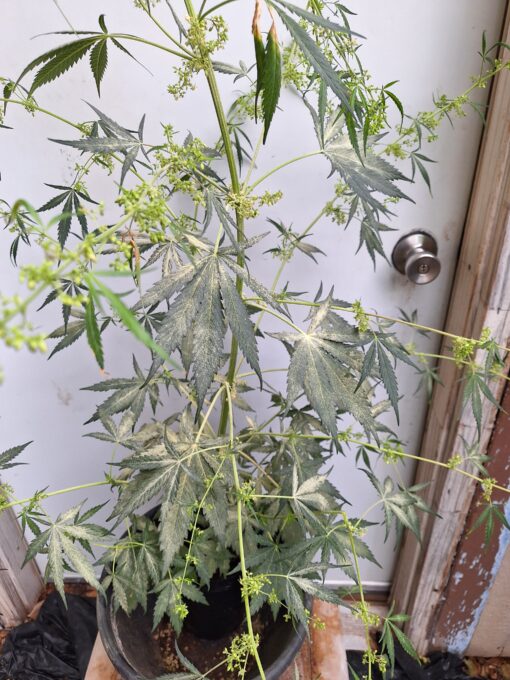 Big Jack (Jack Herer x White Widow) Male Auto Flower Pollen - Image 2