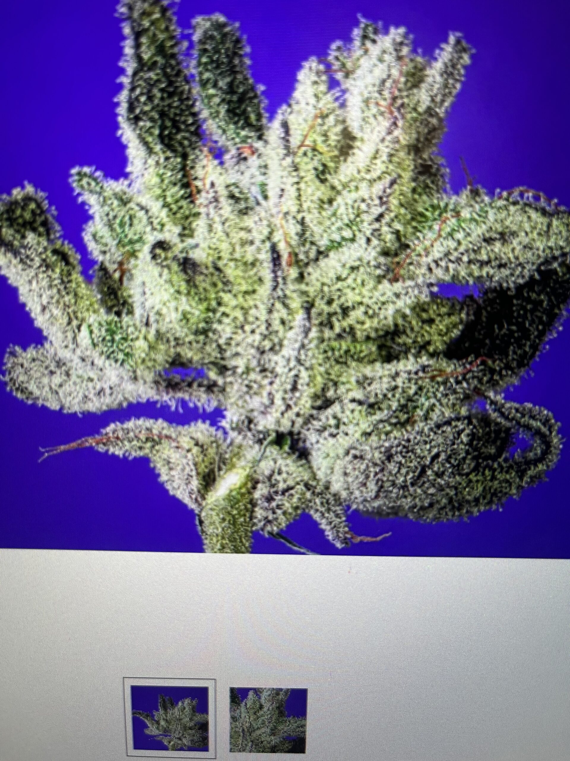 COPYCAT 10FEMINIZED SEEDS LIMITED EDITION STRAIN SNOW QUEEN. FIRE!!!! Seed Canary
