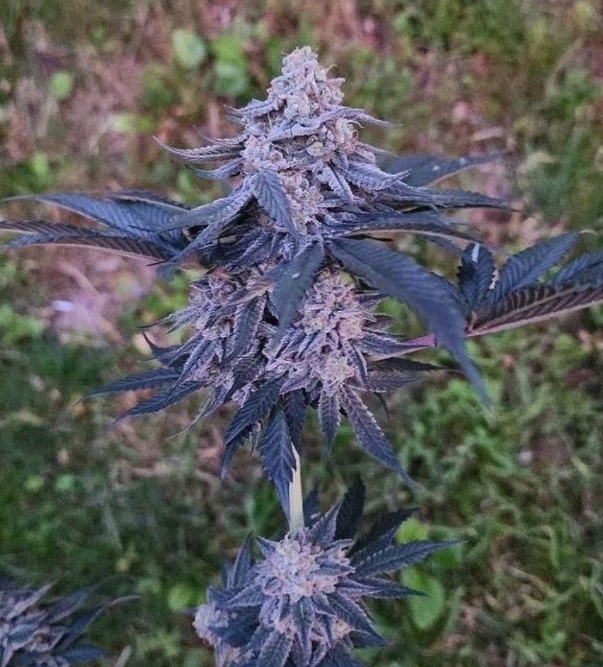 Peanut Butter Breath Thug Pug the original breeders cut Seed Canary