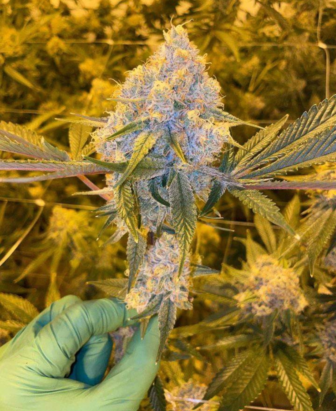 Peanut Butter Breath Thug Pug the original breeders cut Seed Canary