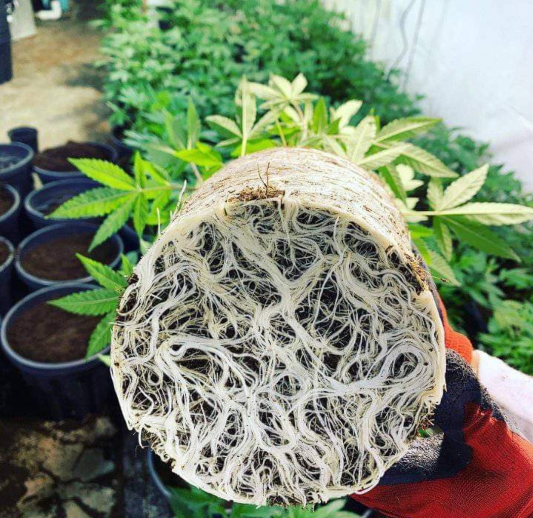 Peanut Butter Breath Thug Pug the original breeders cut Seed Canary