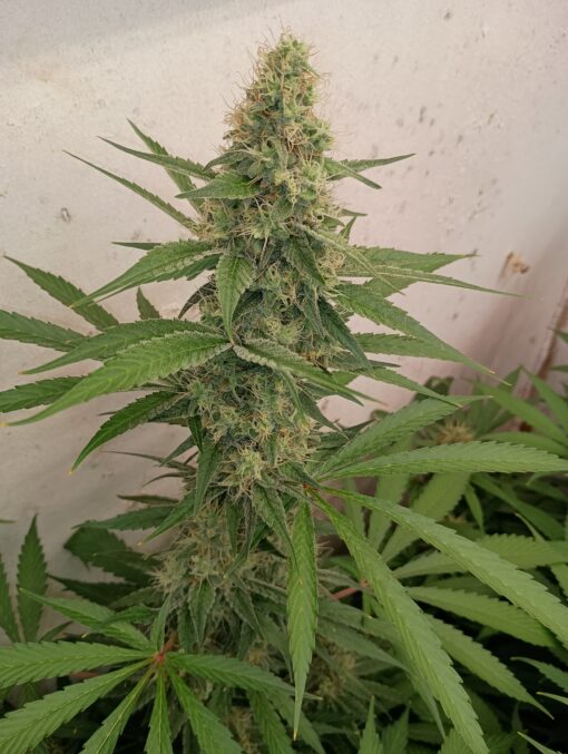 Blue Gonzo - Image 4