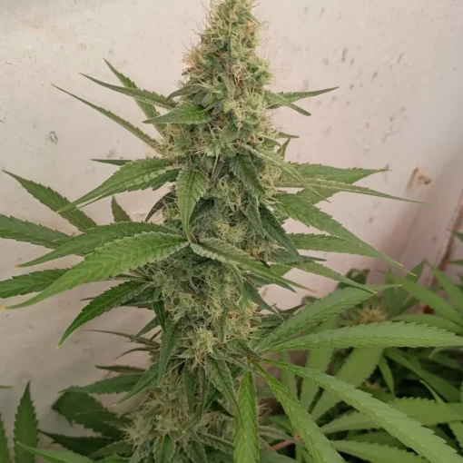 Blue Gonzo - Image 2