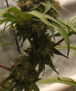 Order 66 (Red Eye Jedi x Meltdown) free shipping to U.S.