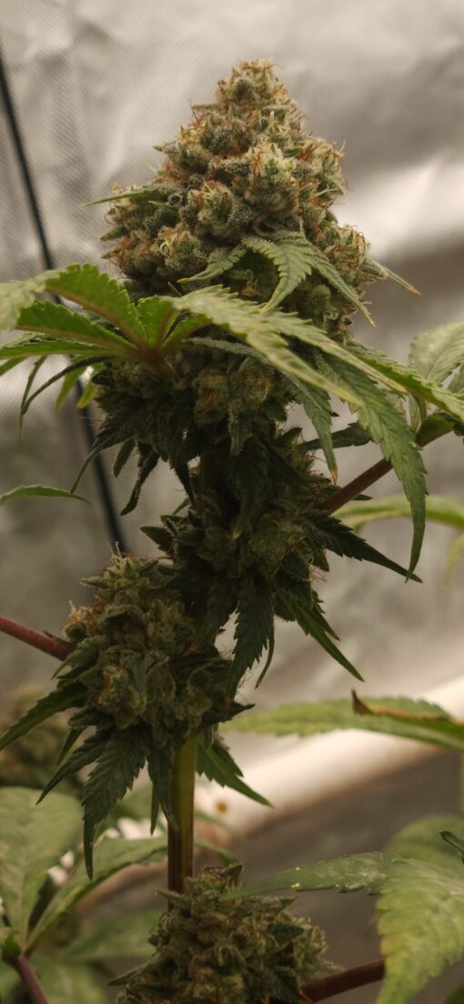 Order 66 (Red Eye Jedi x Meltdown) free shipping to U.S.