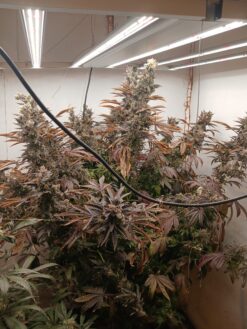 Grape lemon gelato skunk
