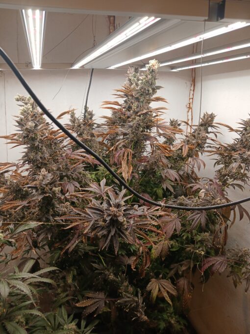 Grape lemon gelato skunk