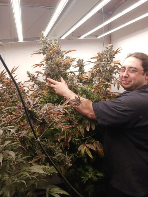 Grape lemon gelato skunk - Image 3