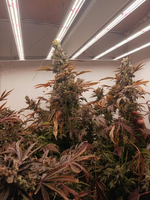 Grape lemon gelato skunk - Image 2