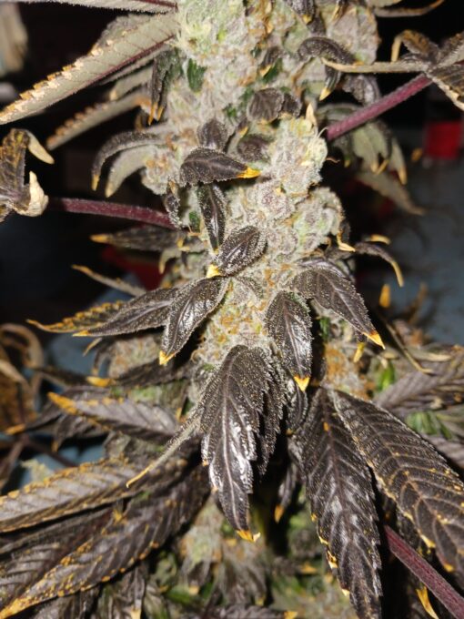 Grape lemon gelato skunk - Image 5