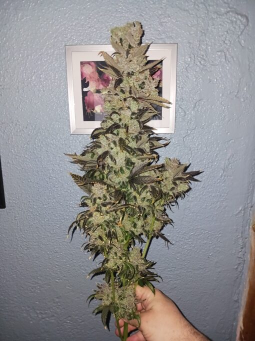 Grape lemon gelato skunk - Image 6