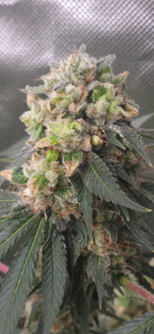 Gorilla Zkittles x Red Eye Jedi free shipping to U.S.