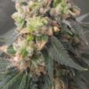 Gorilla Zkittles x Red Eye Jedi free shipping to U.S.