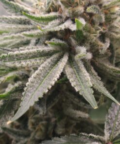 Gorilla Zkittles x Mocha Berry free shipping to U.S.