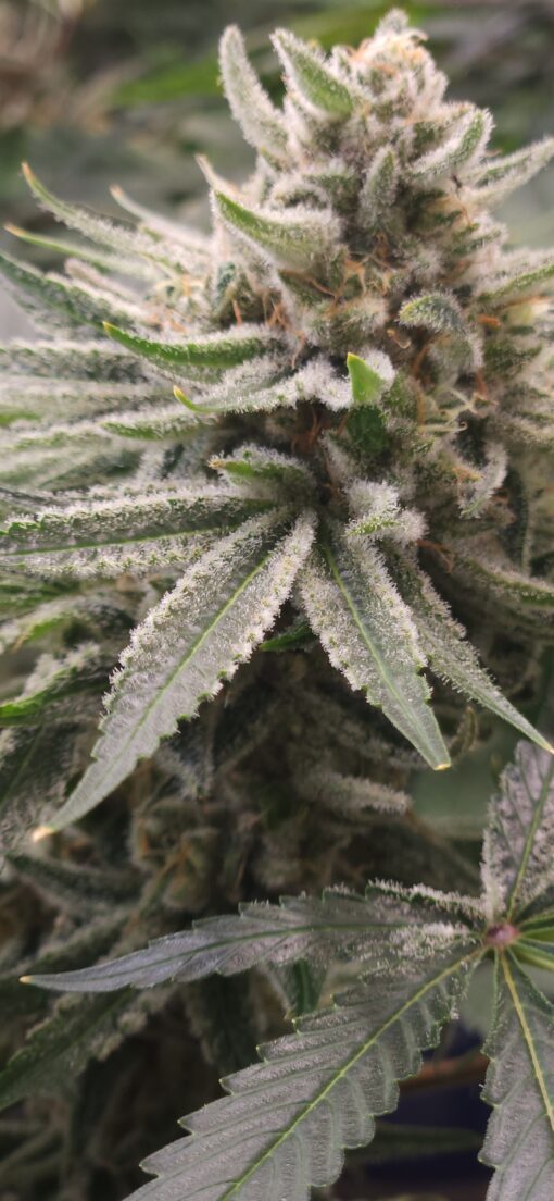 Gorilla Zkittles x Mocha Berry free shipping to U.S.