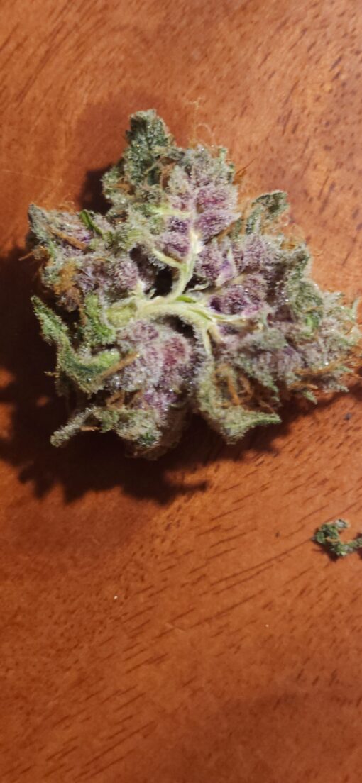 Meltdown f2 13 seeds free shipping to U.S. - Image 5