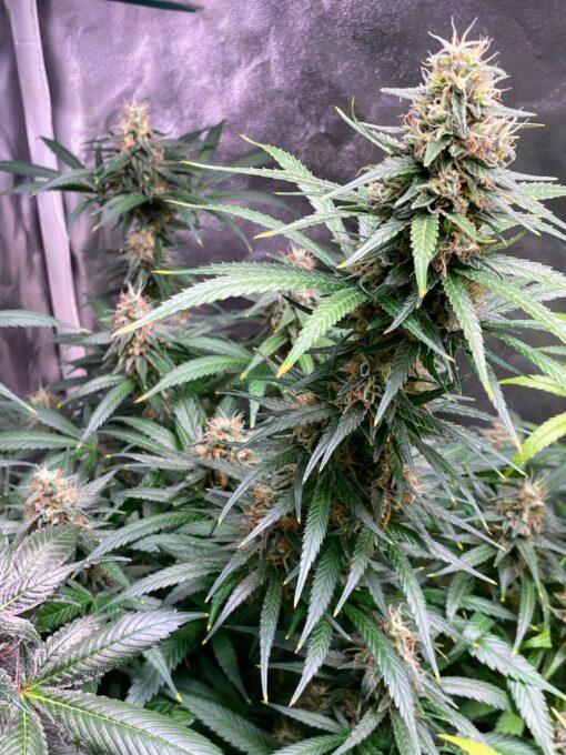 Alaskan Purple Haze