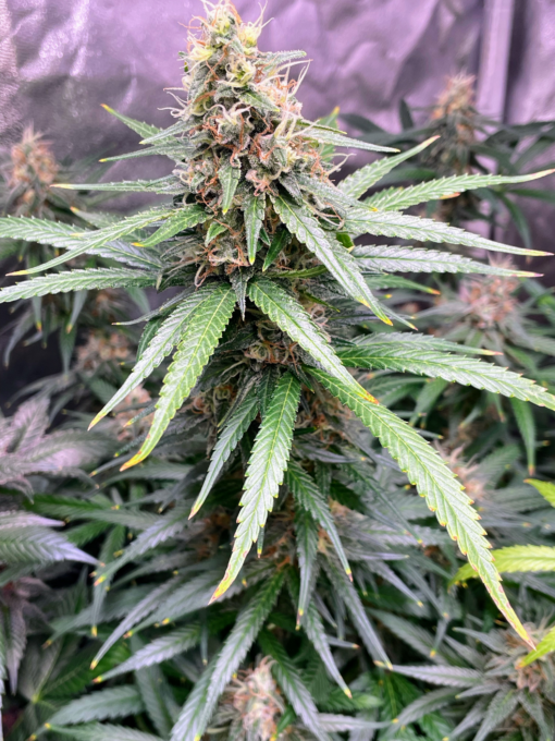 Alaskan Purple Haze - Image 4