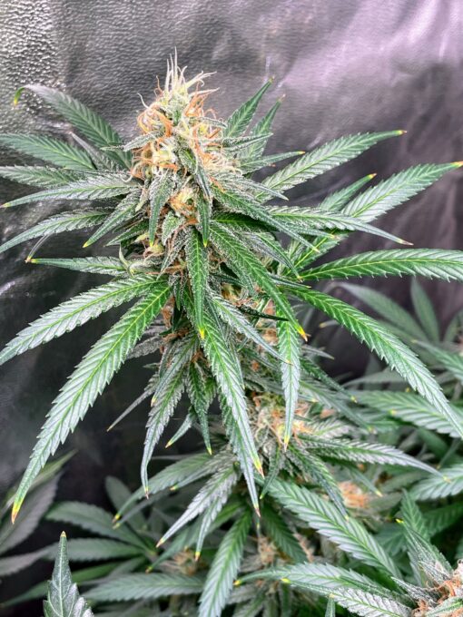 Alaskan Purple Haze - Image 5