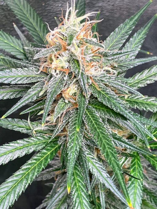 Alaskan Purple Haze - Image 6