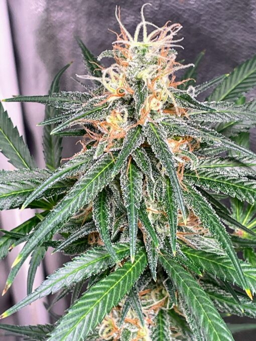 Alaskan Purple Haze - Image 7