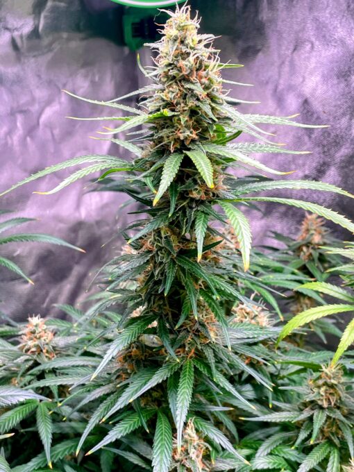 Alaskan Purple Haze - Image 8