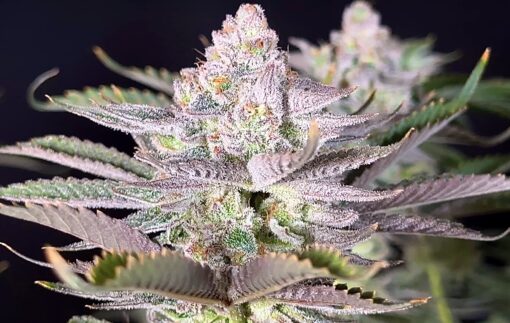 Miracle Candy (Zoomiez x Cap Junky) - Regular Seeds - Image 2