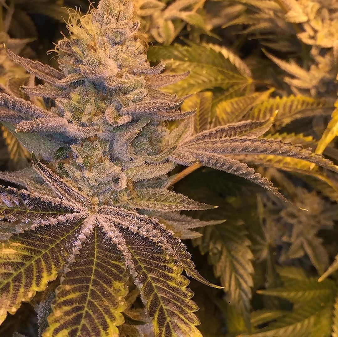 Carbon Fiber Cannarado Seed Canary