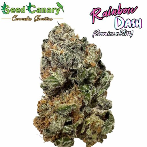 Rainbow Dash (Zoomiez x RS11) - Regular Seeds - Image 4