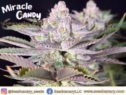 Miracle Candy (Zoomiez x Cap Junky) - Regular Seeds