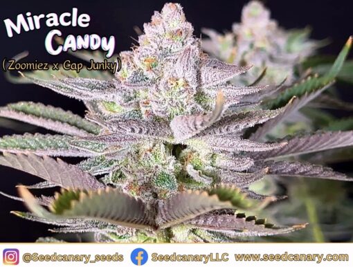 The Candy Box - Candy Themed Cannabis Seed Box - Image 3