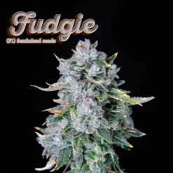 Fudgie F1 - Feminized Seeds