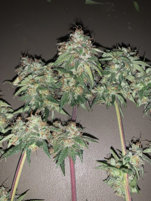 Cherry Jam “iBL” - Image 3