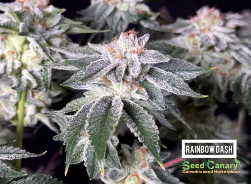 Rainbow Dash (Zoomiez x RS11) - Regular Seeds - Image 3