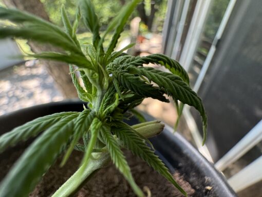 2023-2024 Season “Testers” (3 Strain Multi- Pack) - Image 6