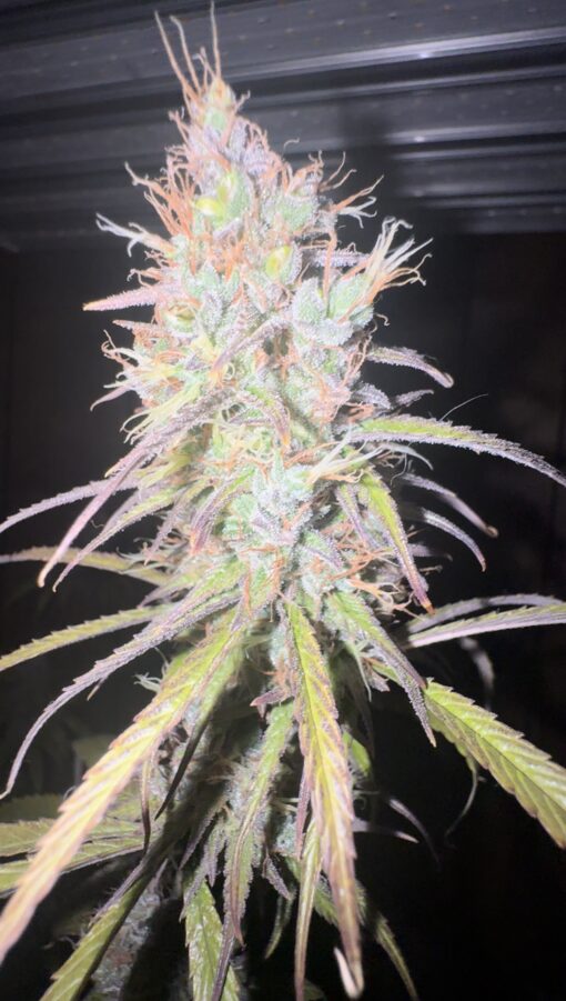 NLGUM F3 (Northern Lights #1 x Waichin Valley)