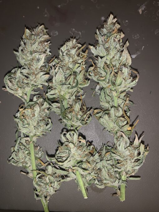NLGUM F3 (Northern Lights #1 x Waichin Valley) - Image 2